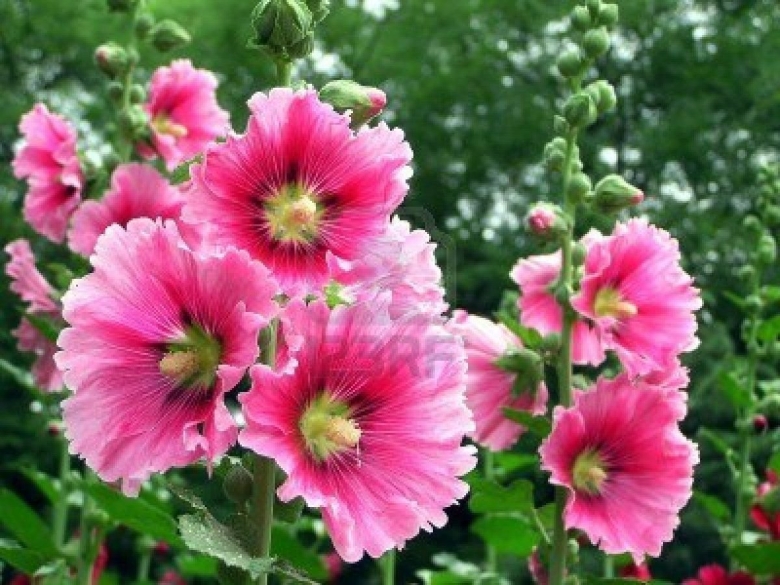 Мальва просвирник