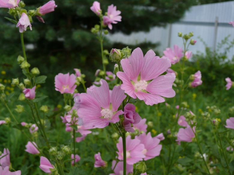 Мальва Лесная пурпурная дива