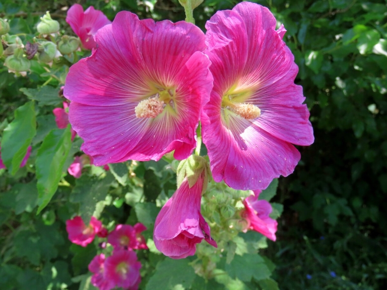 Информация о мальве