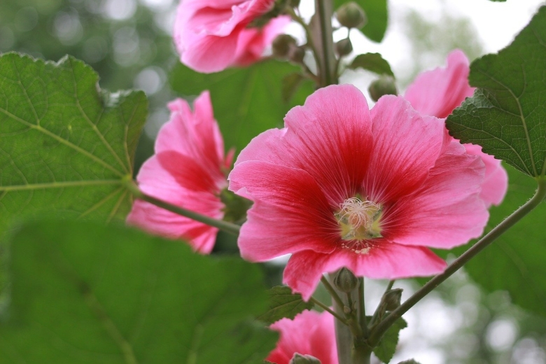 Роза Шарона растение