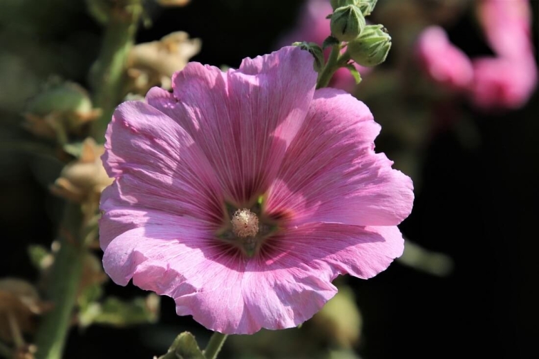 Hollyhock цветок