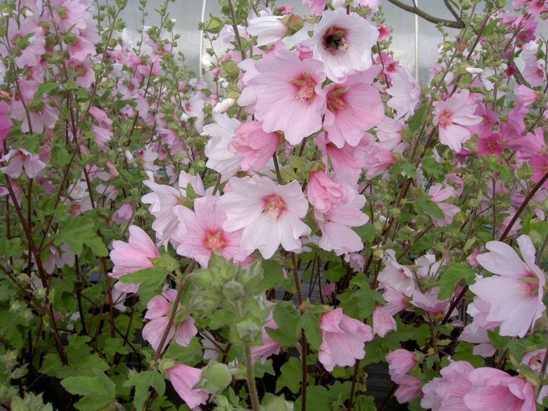 Лаватера хатьма