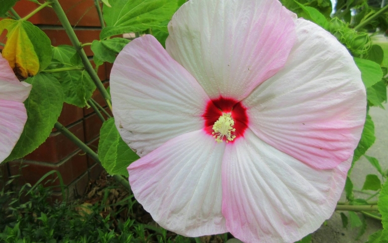 Гибискус травянистый болотный