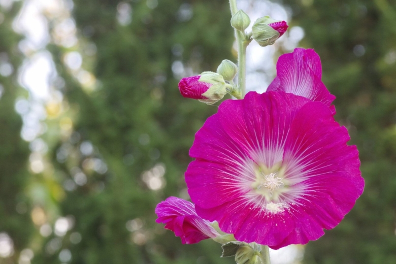 Hollyhock цветок