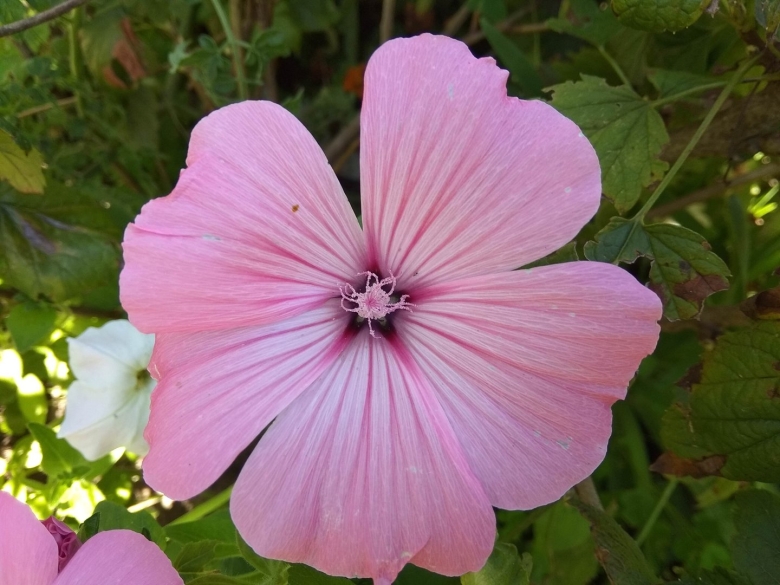 Просвирник Мальва Лесная