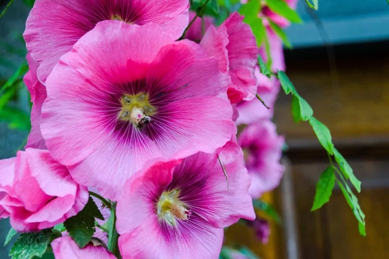 Цветы картинки