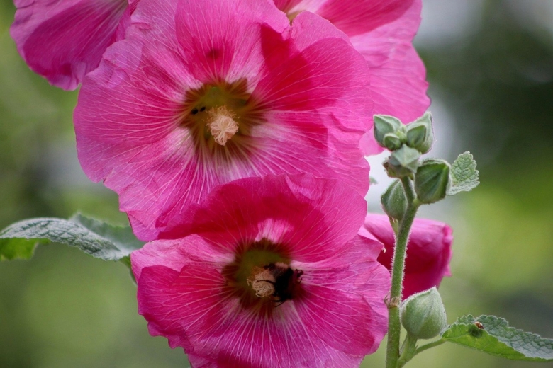 Фото цветов мальвы крупным планом