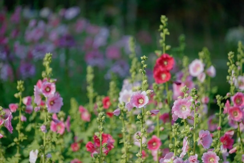 Цветки мальвы