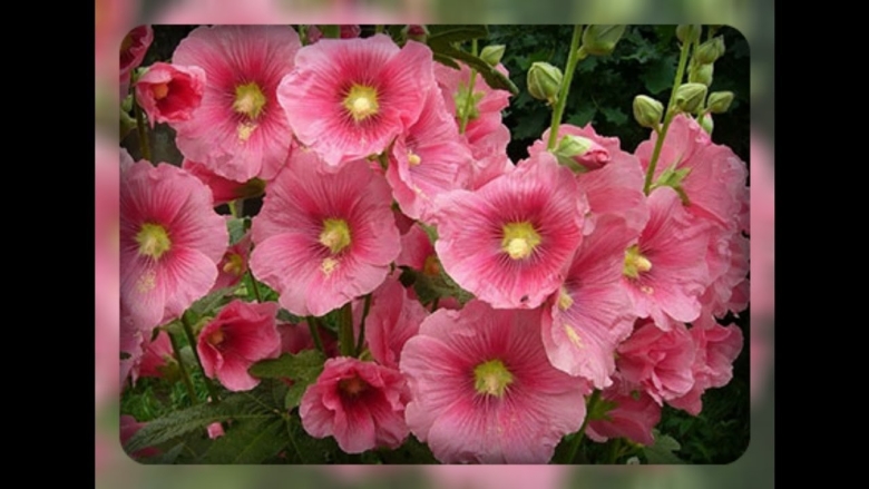 Цветки мальвы