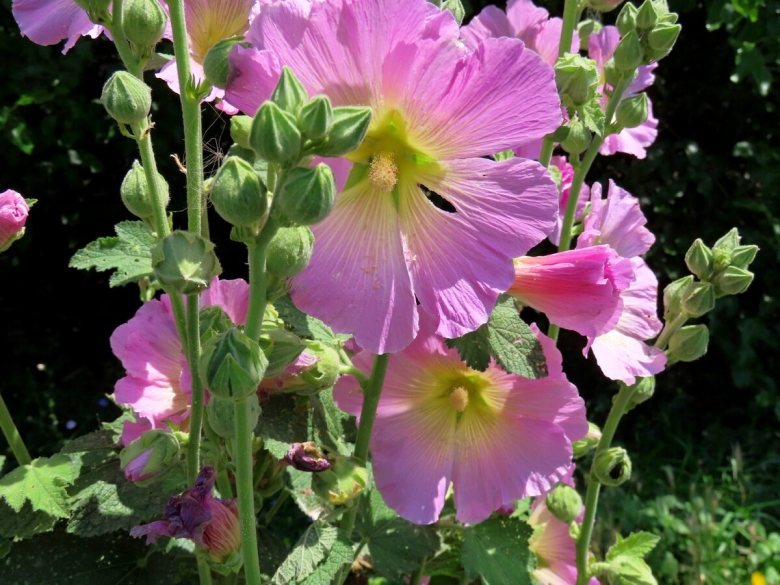 Факты о мальве