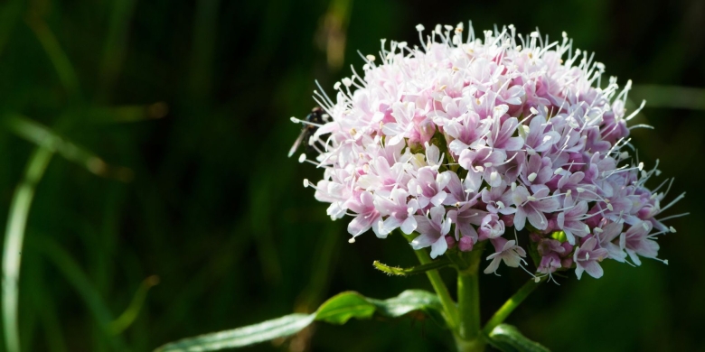 Валериана Колхидская