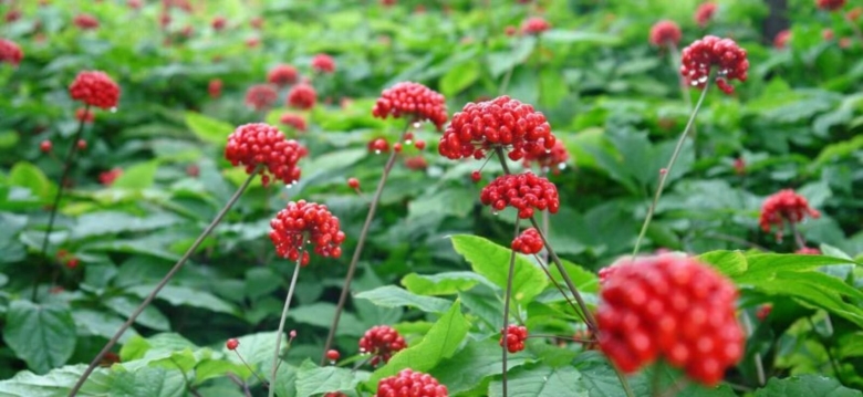 Женьшень Дальний Восток