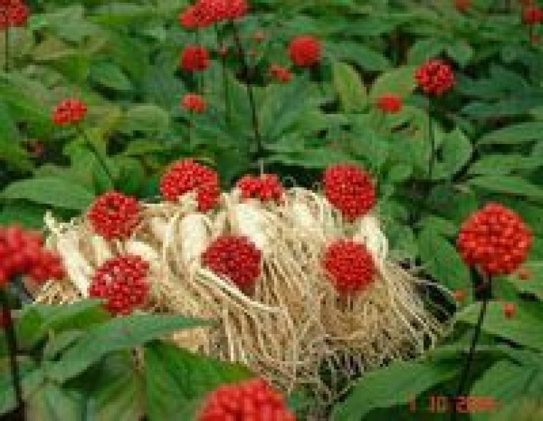 Жень Шень обыкновенный