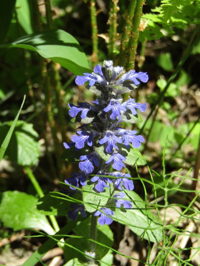 Живучка ползучая ajuga reptans