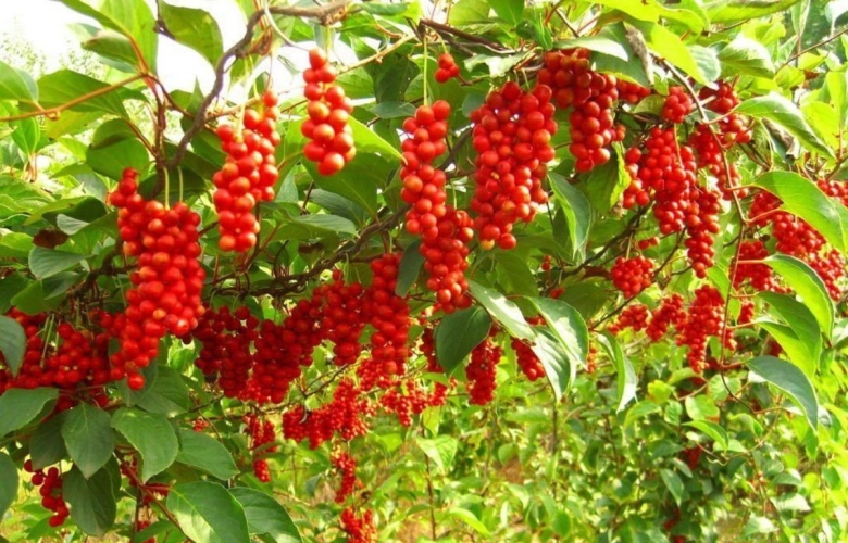 Лимонник Дальневосточный