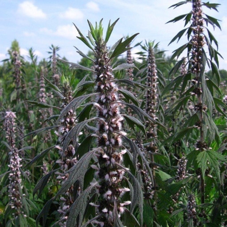 Пустырник сердечный (leonurus cardiaca)