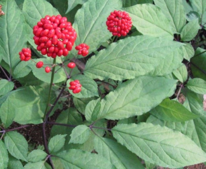 Женьшень Дальневосточный