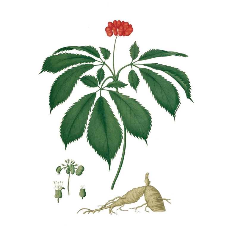 Panax женьшень