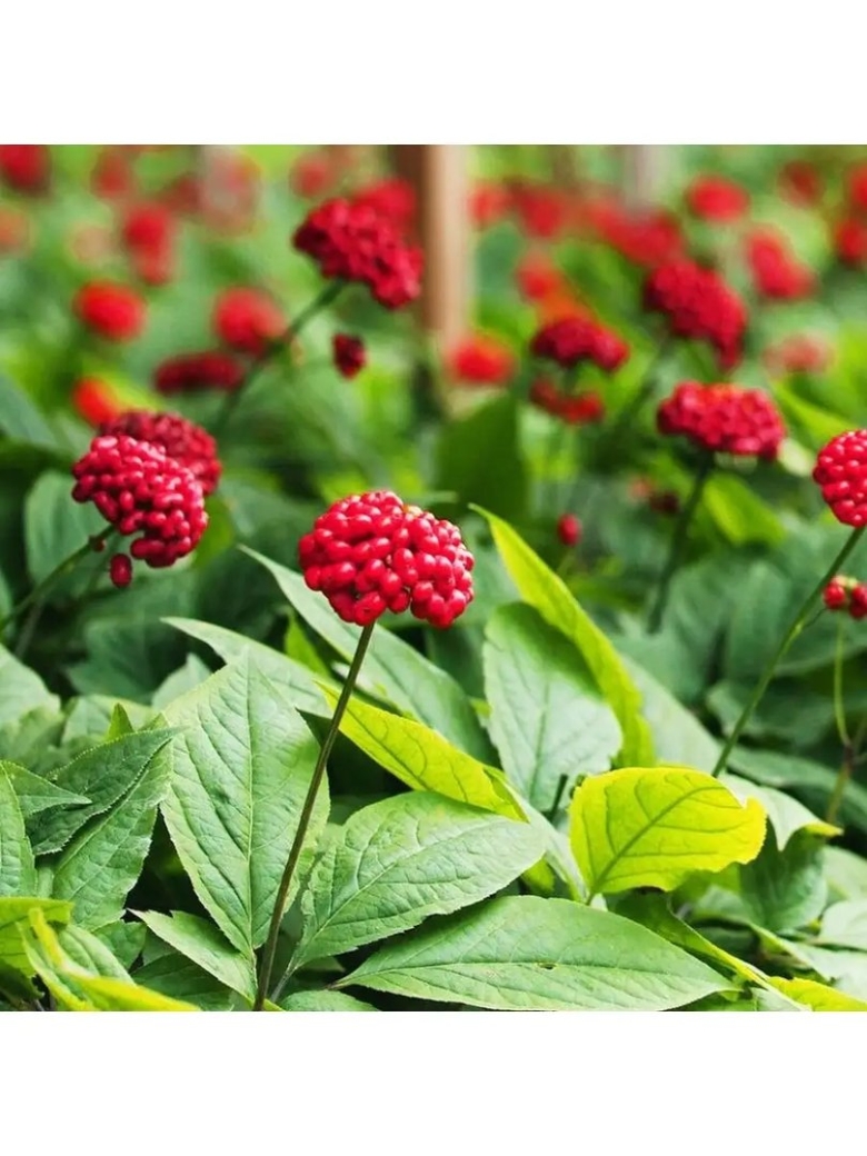 Женьшень панакс