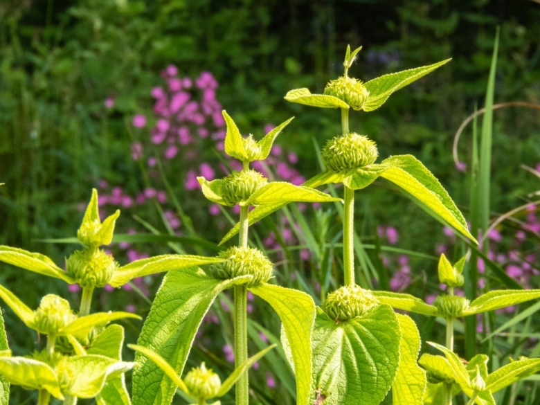 Зопник колючий Железняк