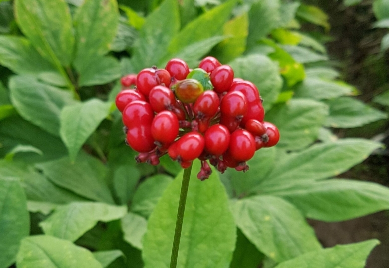 Женьшень Дальневосточный