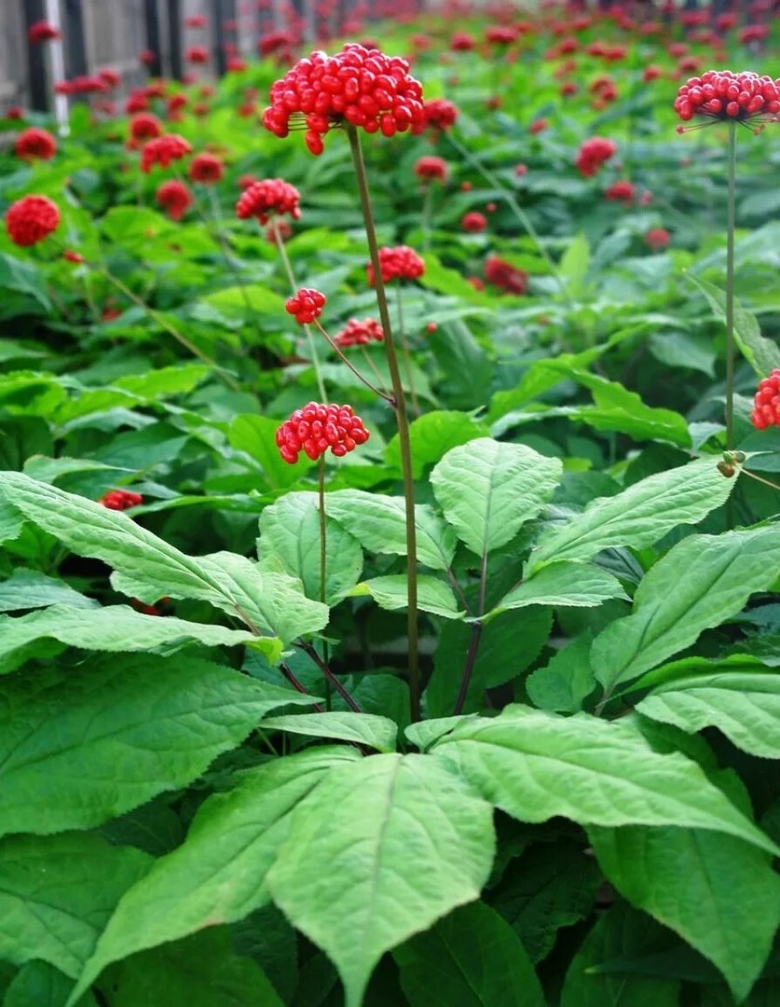 Женьшень Дальневосточный