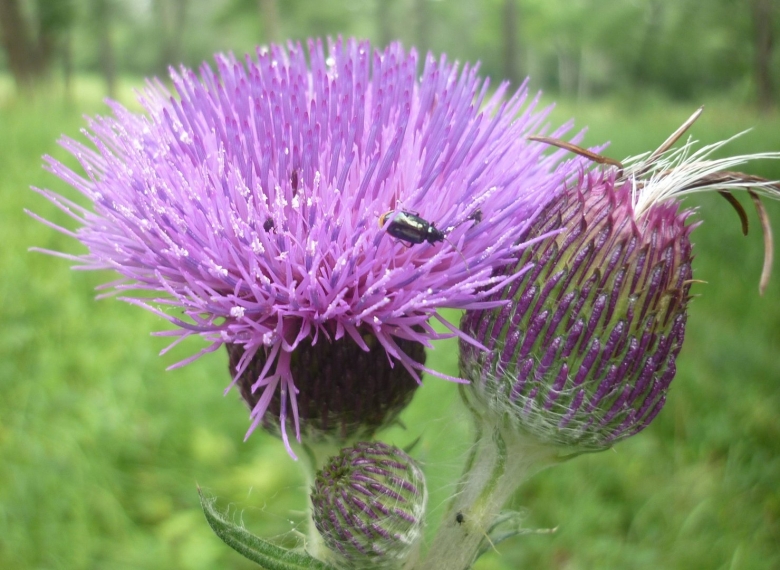 Лечебные растения Приморского края