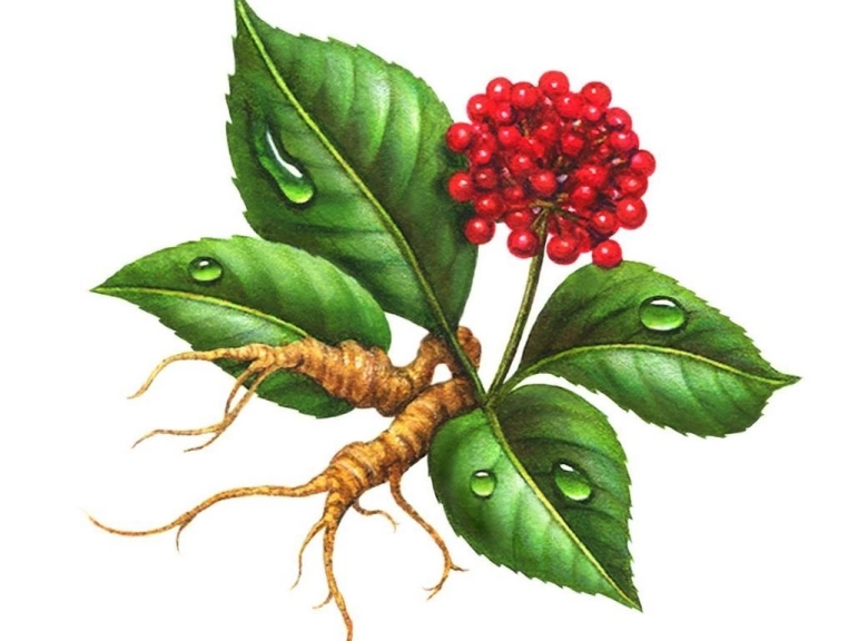 Женьшень Дальневосточный