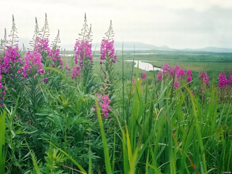 Иван чай узколистный