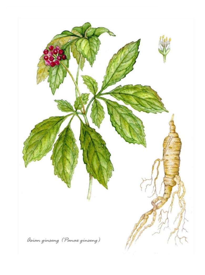 Женьшень Ботанический рисунок