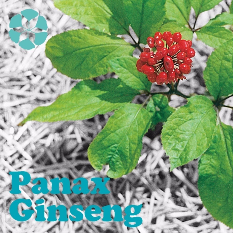 Женьшень Дальневосточный