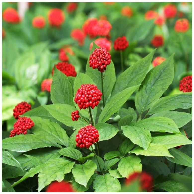 Женьшень Дальневосточный