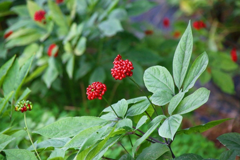 Женьшень пятилистный