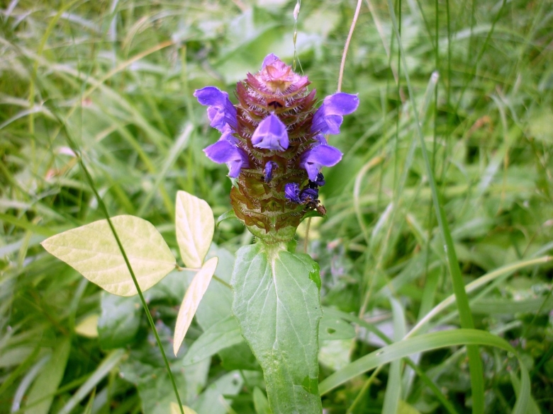 Черноголовник кровохлебковый