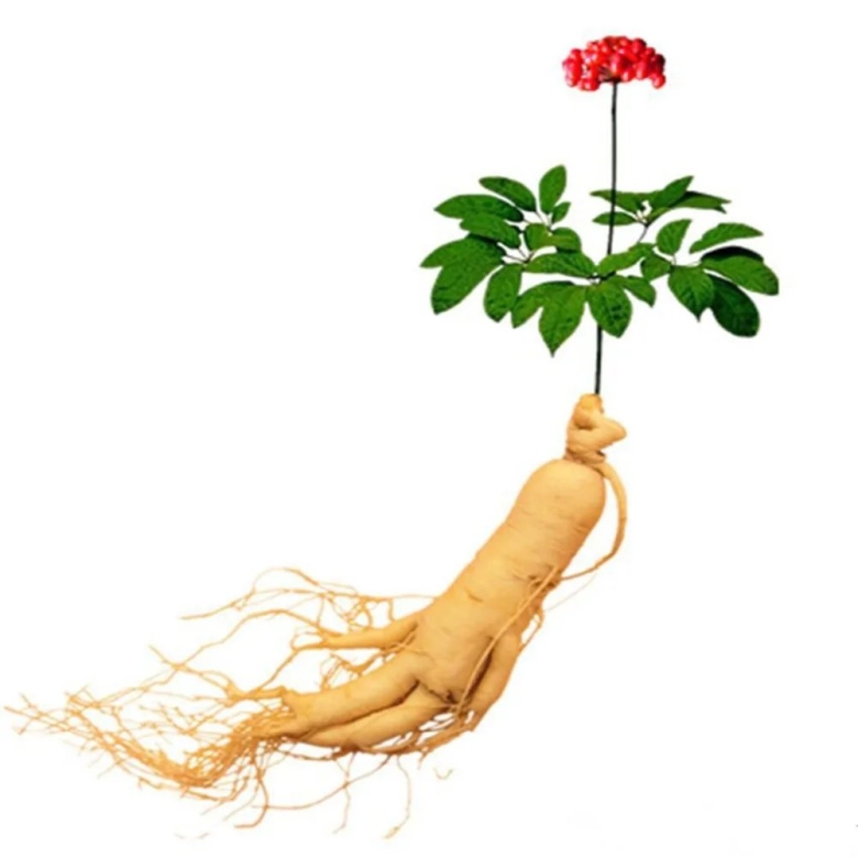 Panax Ginseng женьшень
