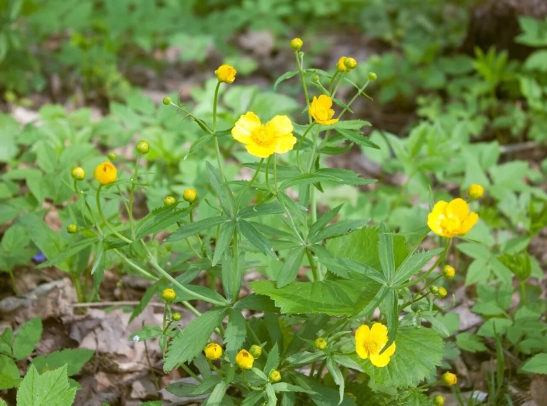 Лютик кашубский - ranunculus cassubicus