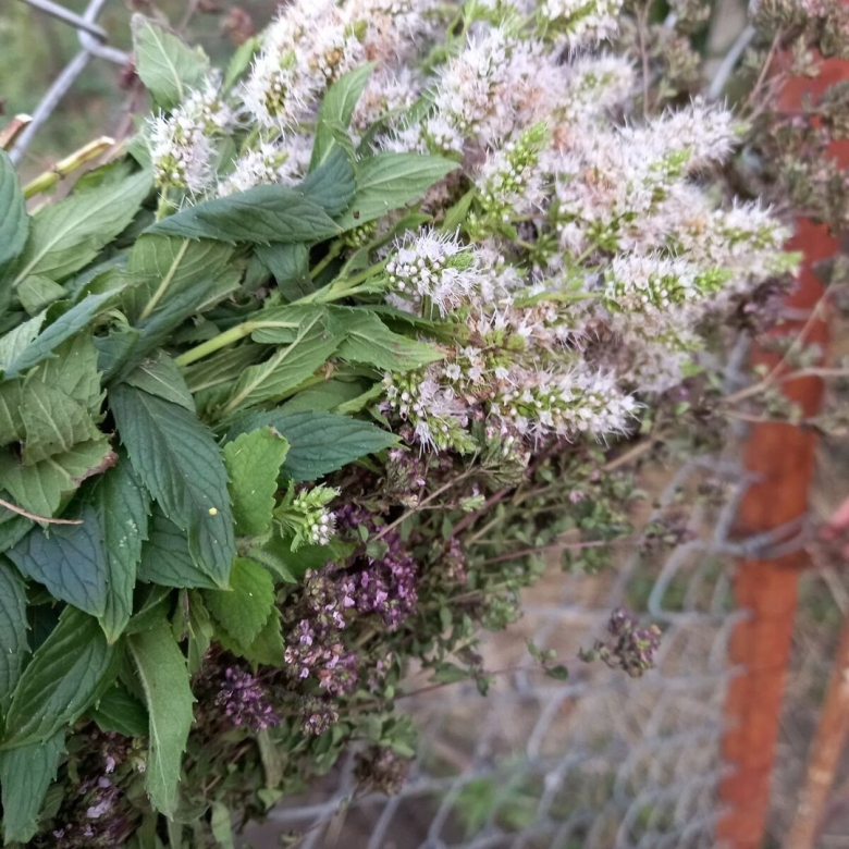 Лекарственное растение