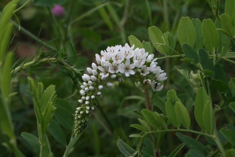 Lysimachia barystachys Bunge