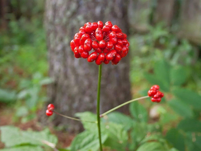 Женьшень Дальневосточный