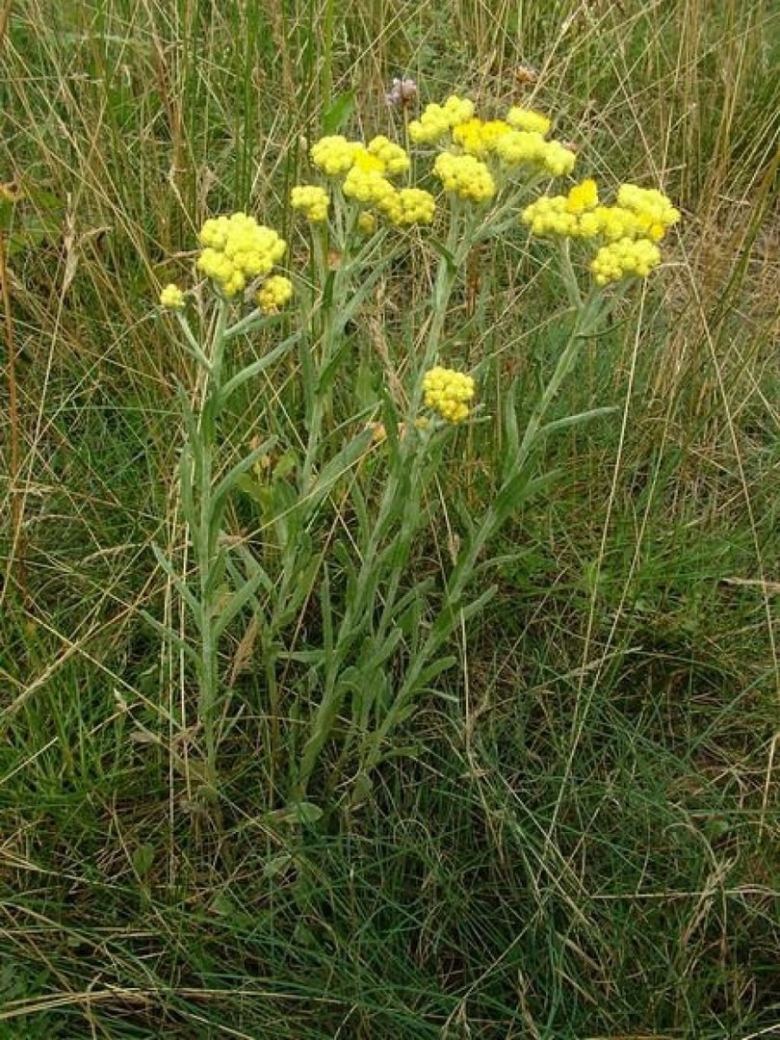 Бессмертник песчаный цмин