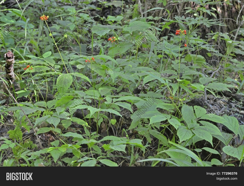 Уссурийский заповедник женьшень