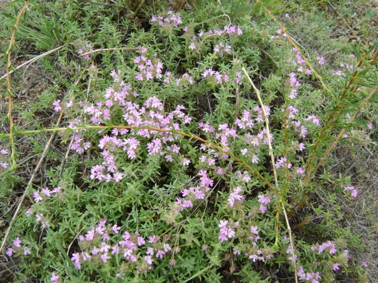 Чабрец на Байкале