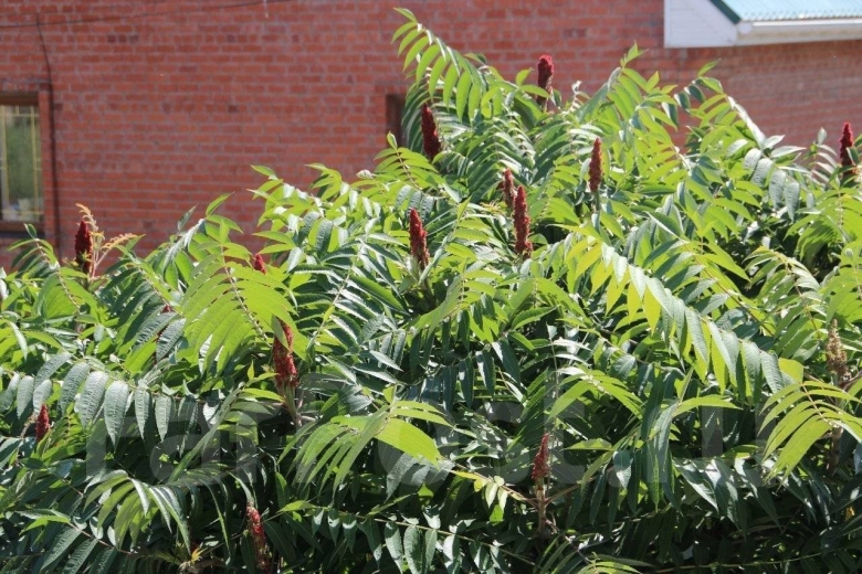 Бархат Амурский сеянцы