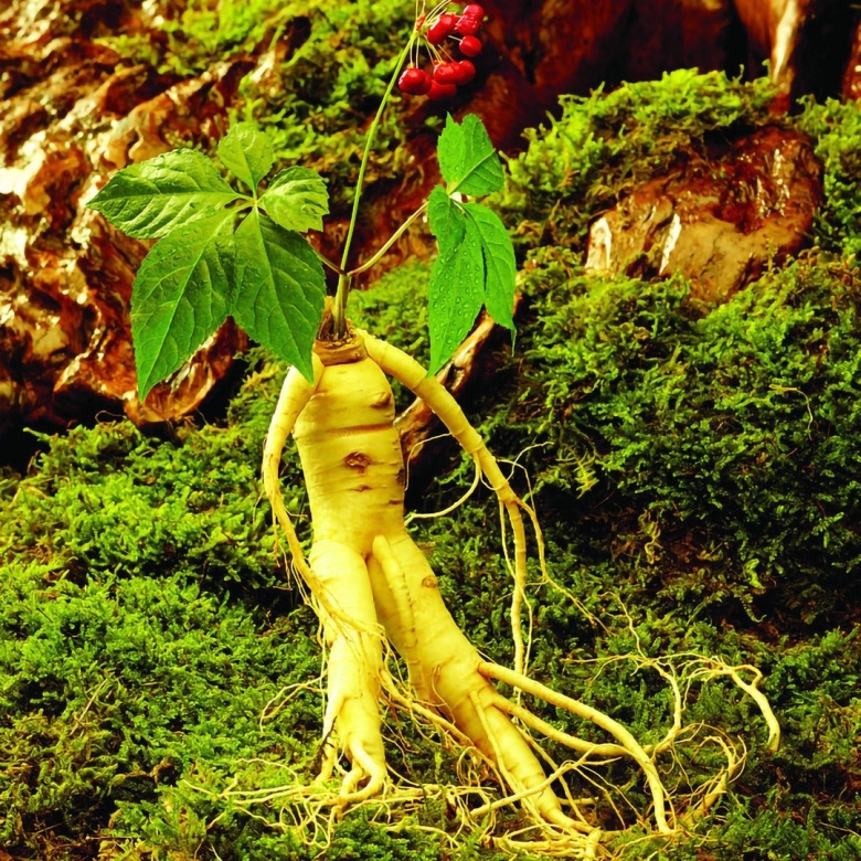 Корни женьшеня и Мандрагоры