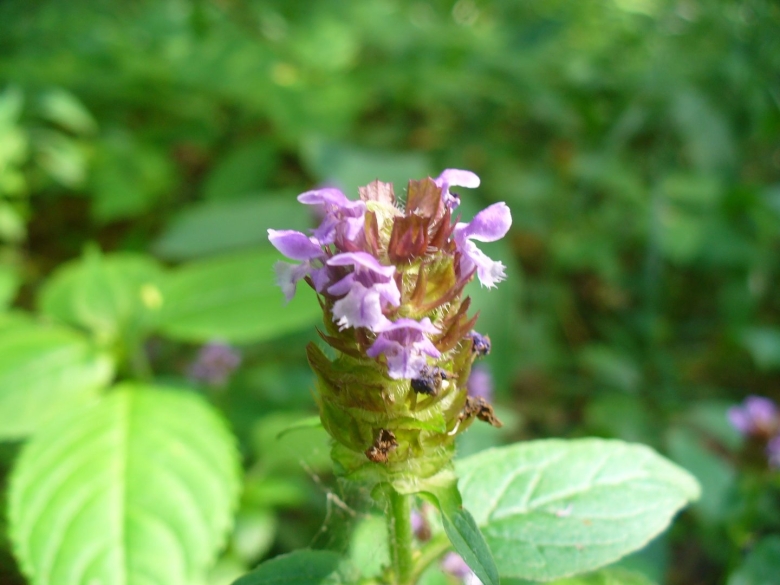 Лекарственные растения Подмосковья