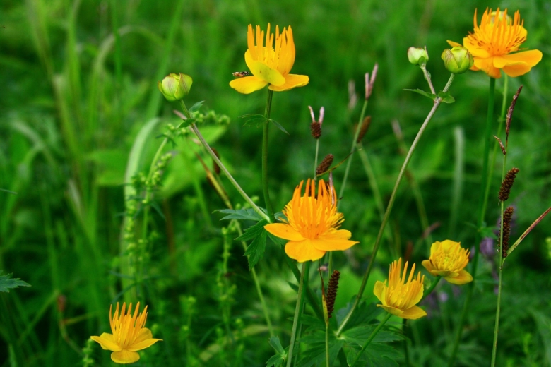 Луговые растения Приморского края