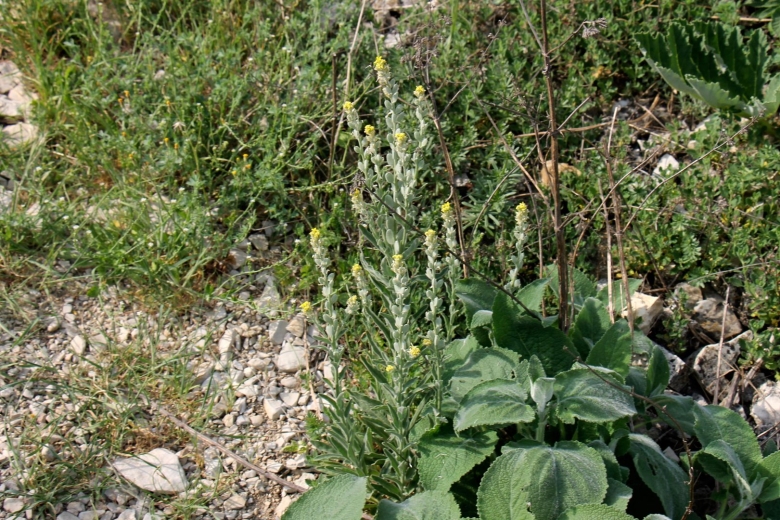 Лекарственные растения Оренбургской области