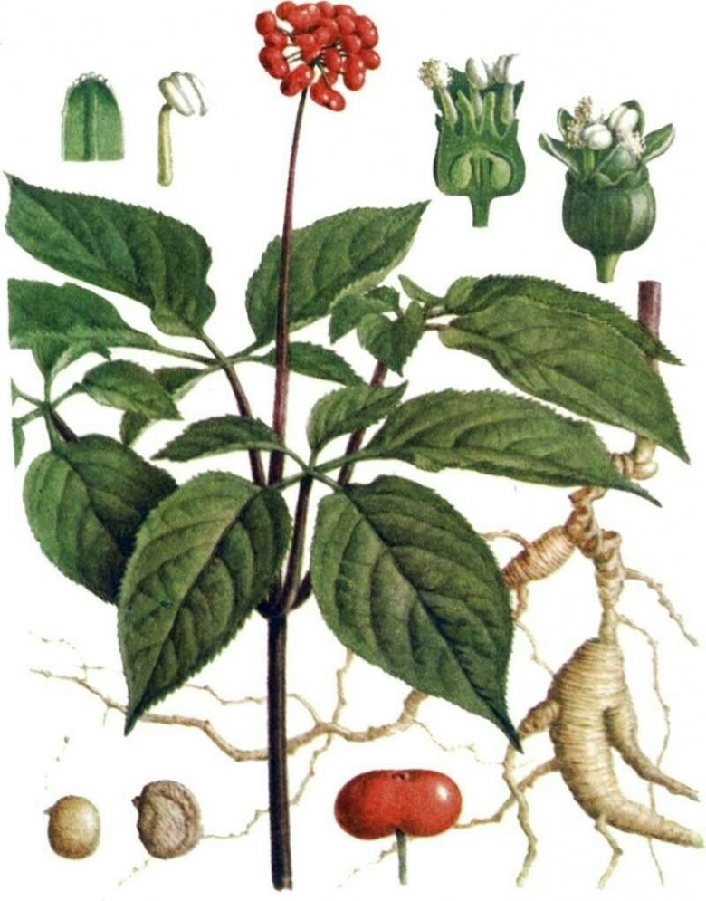 Женьшень Дальневосточный