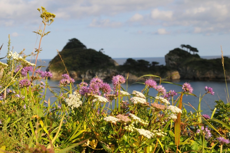 Дальневосточный морской заповедник растительность