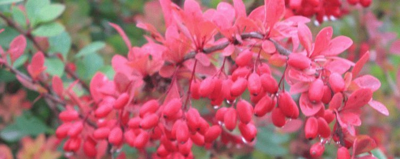 Барбарис амурский berberis amurensis